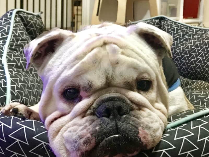 Housesitting assignment in Wolli Creek, New South Wales, Australia