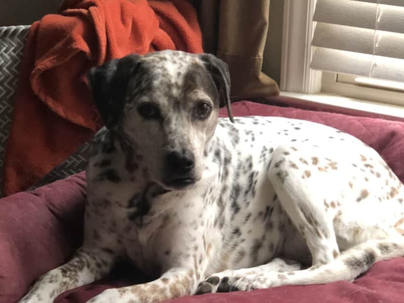 Housesitting assignment in Durham, North Carolina, United States