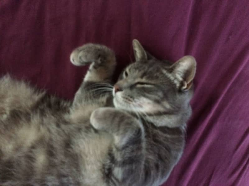 Housesitting assignment in Atlanta, Georgia, United States