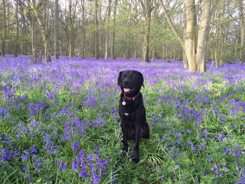Housesitting assignment in Tewin, United Kingdom