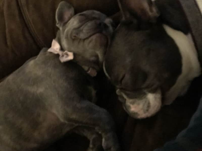 Housesitting assignment in Halifax, United Kingdom