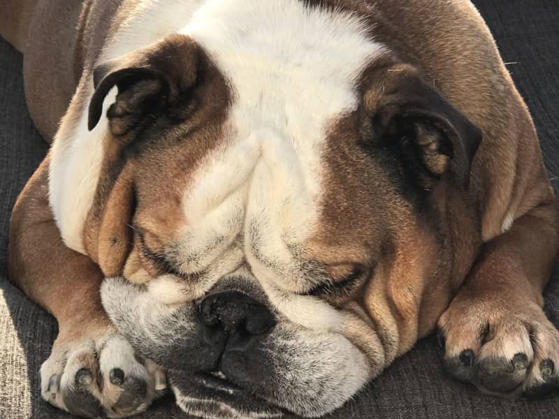 Housesitting assignment in Innisfail, Alberta, Canada