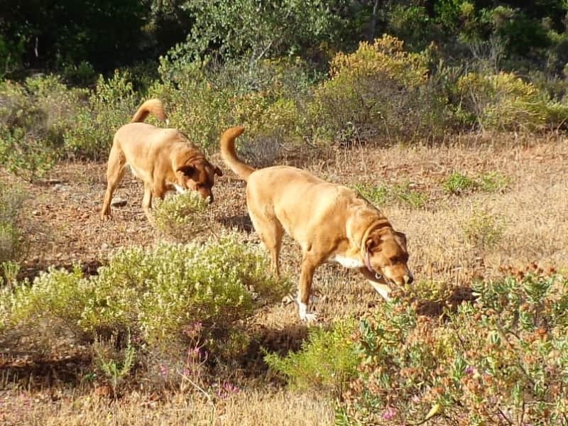 Housesitting assignment in Loulé, Portugal