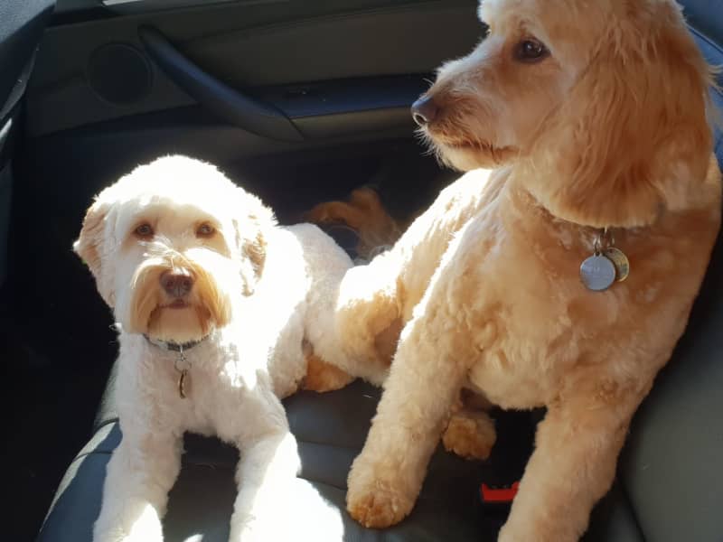 Housesitting assignment in Brighton East, Victoria, Australia