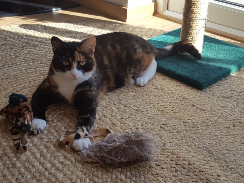 Housesitting assignment in Bladon, United Kingdom