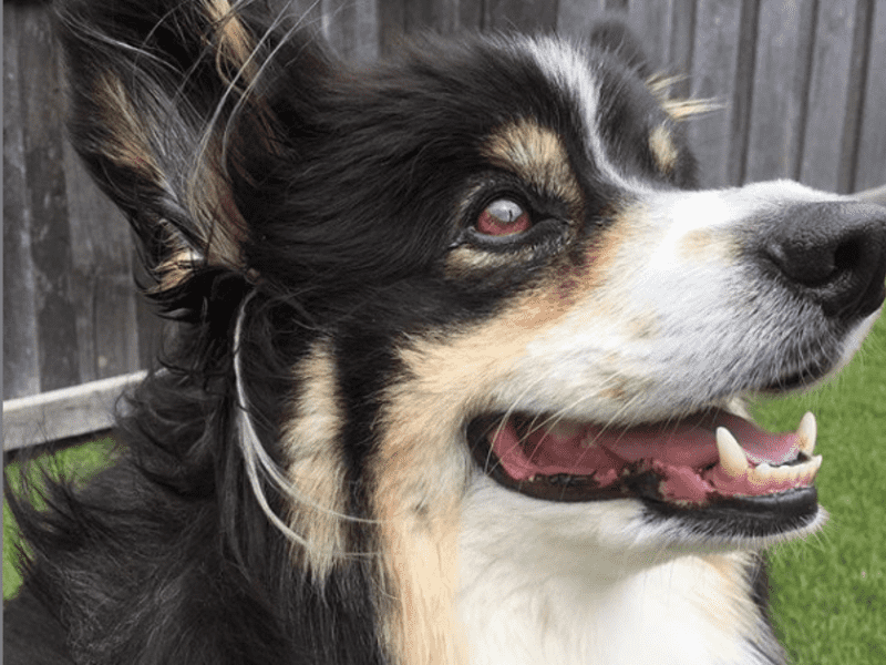 Housesitting assignment in Canberra, Australian Capital Territory, Australia