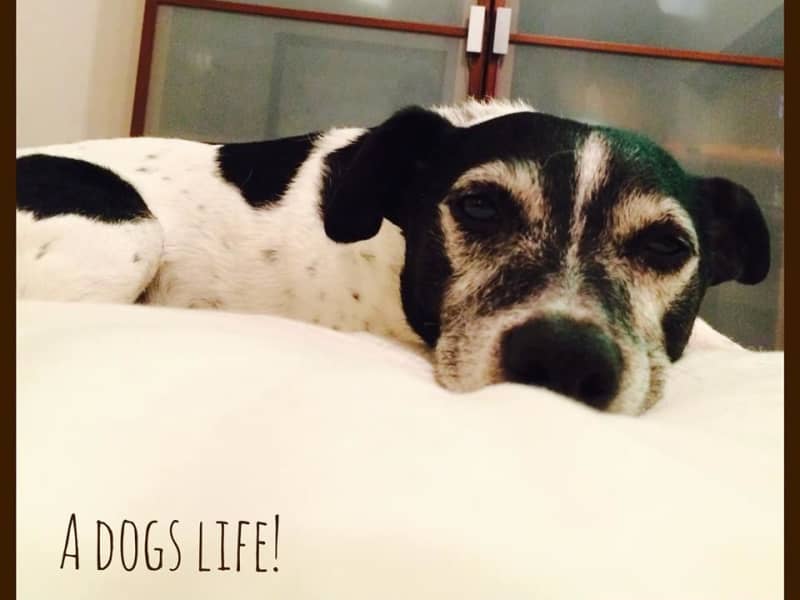 Housesitting assignment in Dubai, United Arab Emirates