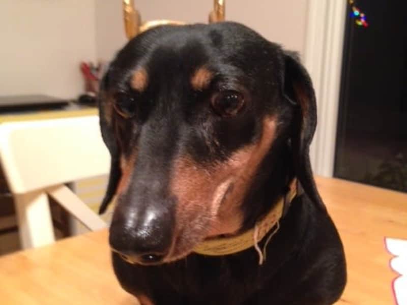 Housesitting assignment in Stony Plain, Alberta, Canada