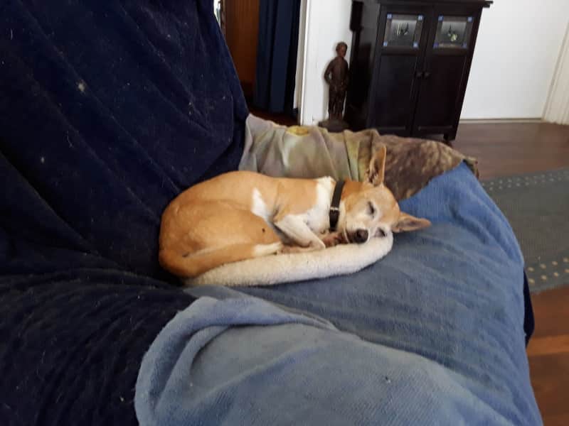 Housesitting assignment in Nambucca Heads, New South Wales, Australia