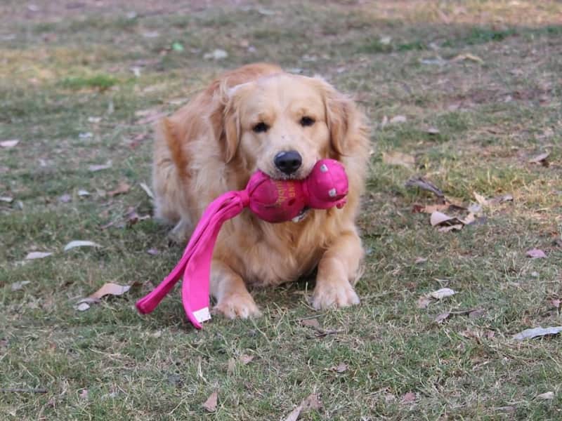 Housesitting assignment in Gympie, Queensland, Australia