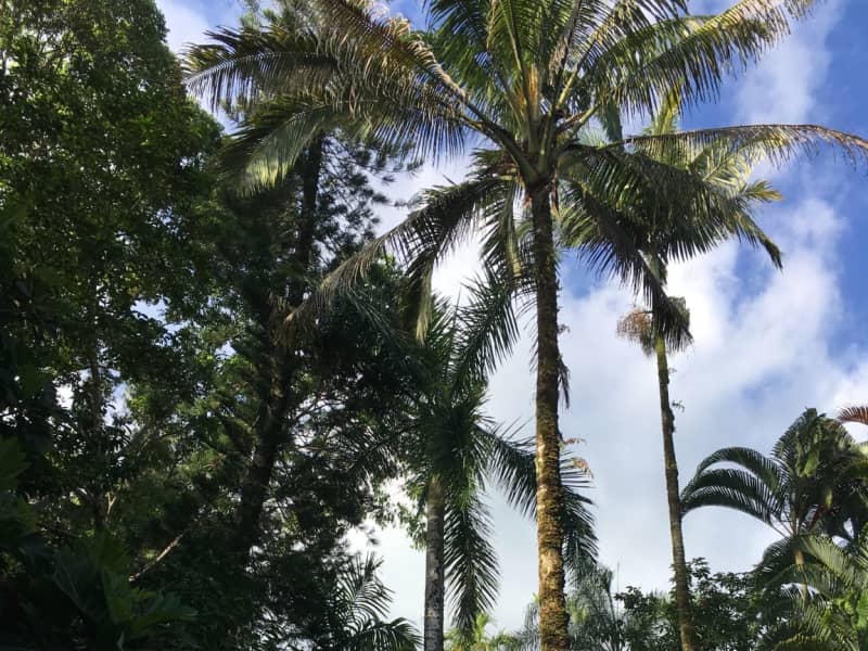 Housesitting assignment in Hilo, Hawaii, United States