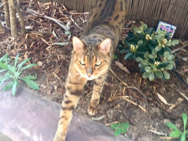 Housesitting assignment in Neutral Bay, New South Wales, Australia