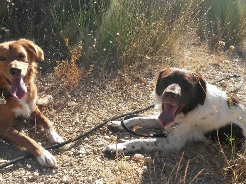 Housesitting assignment in Saint-Martin-de-la-Brasque, France