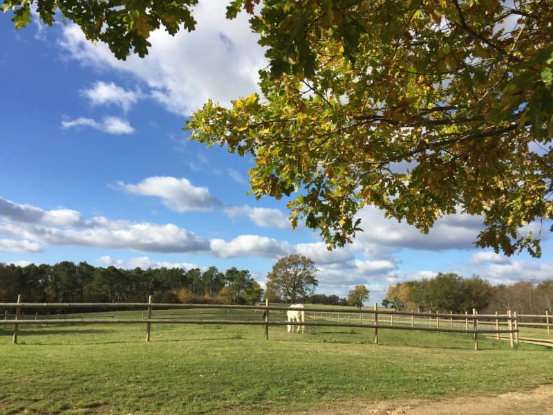 Housesitting assignment in Betbezer-d'Armagnac, France