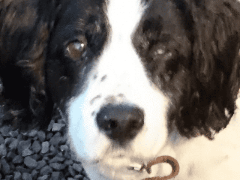 Housesitting assignment in Ross on Wye, United Kingdom