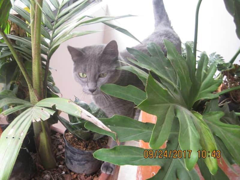 Housesitting assignment in Medellín, Colombia