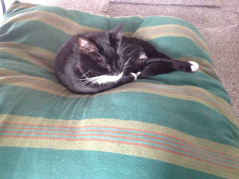 Housesitting assignment in Elderslie, United Kingdom
