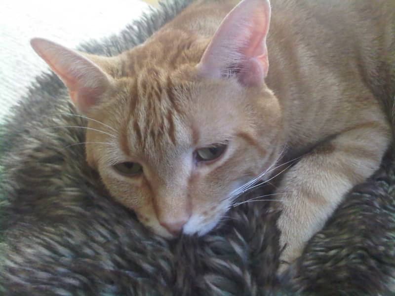 Housesitting assignment in Hollywood, California, United States