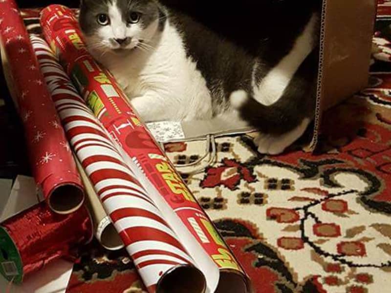 Housesitting assignment in Fayetteville, North Carolina, United States