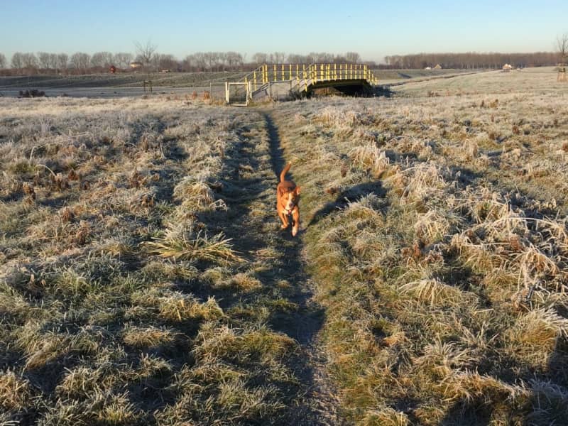 Housesitting assignment in Hoofddorp, Netherlands
