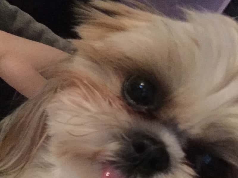 Housesitting assignment in Frederica, Delaware, United States