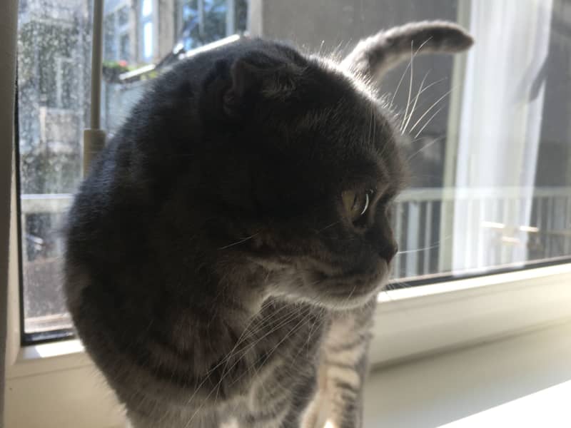 Housesitting assignment in Rotterdam, Netherlands