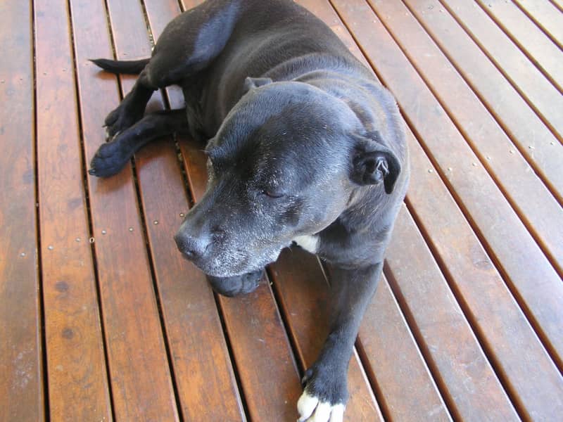 Housesitting assignment in Omeo, Victoria, Australia