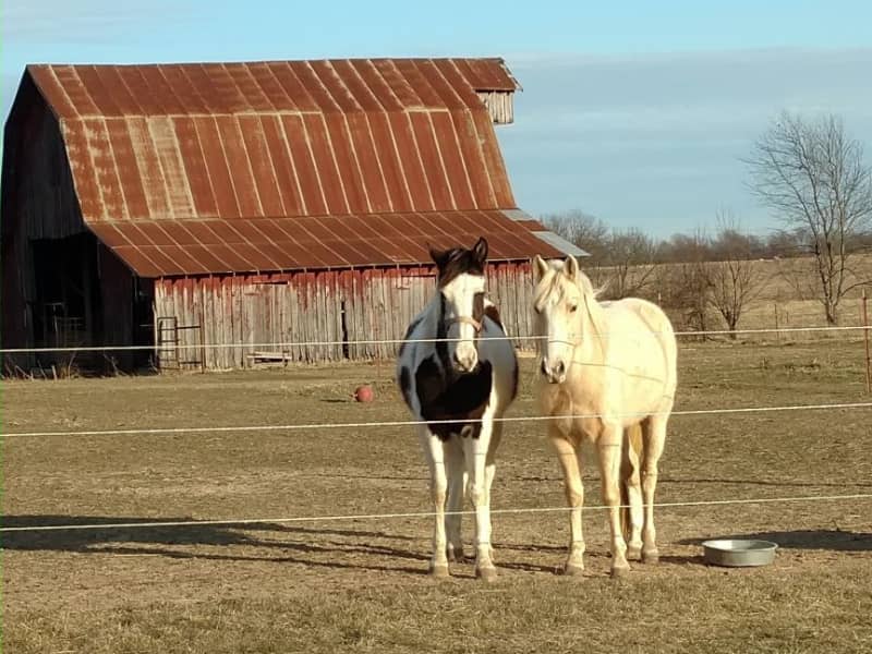 Housesitting assignment in Fairlawn, Ohio, United States