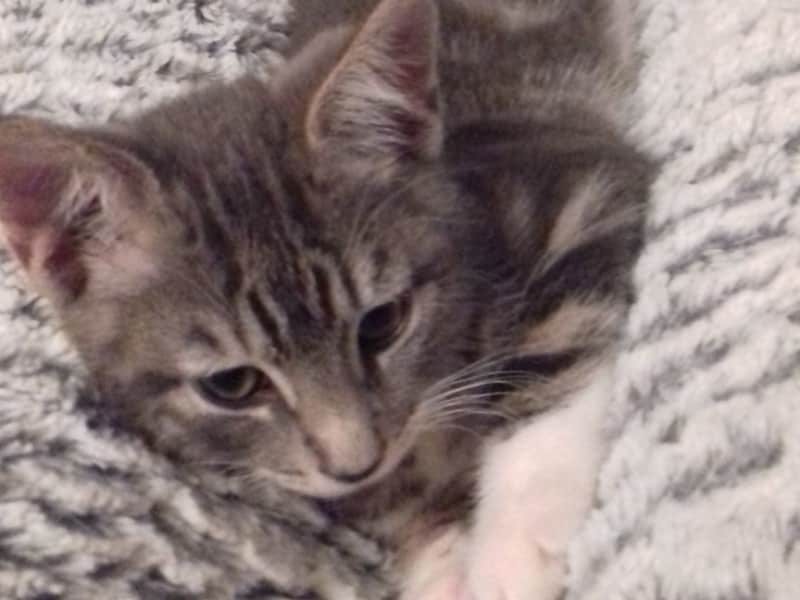 Housesitting assignment in Southampton, United Kingdom
