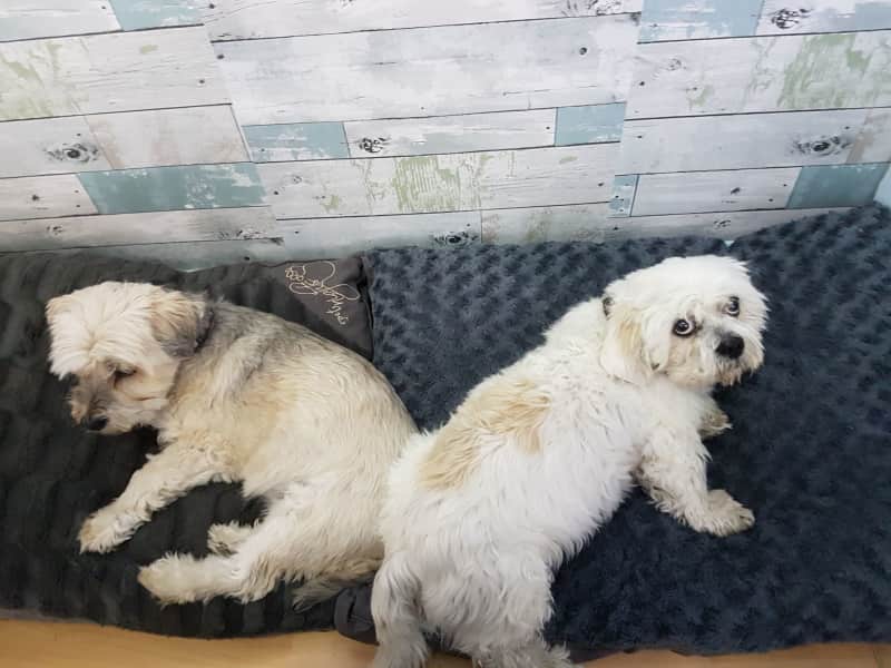 Housesitting assignment in Southend-on-Sea, United Kingdom