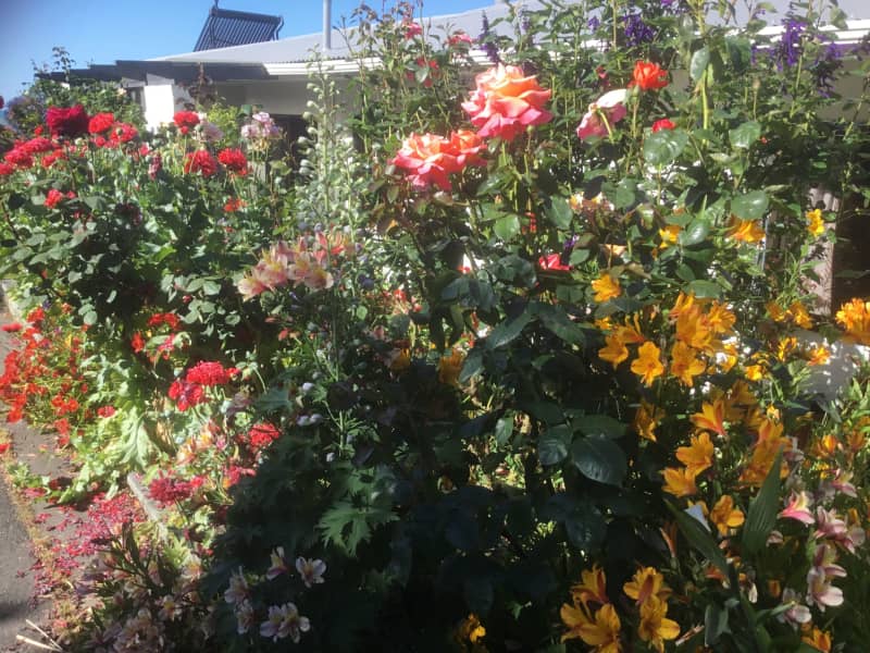 Housesitting assignment in Nelson, New Zealand