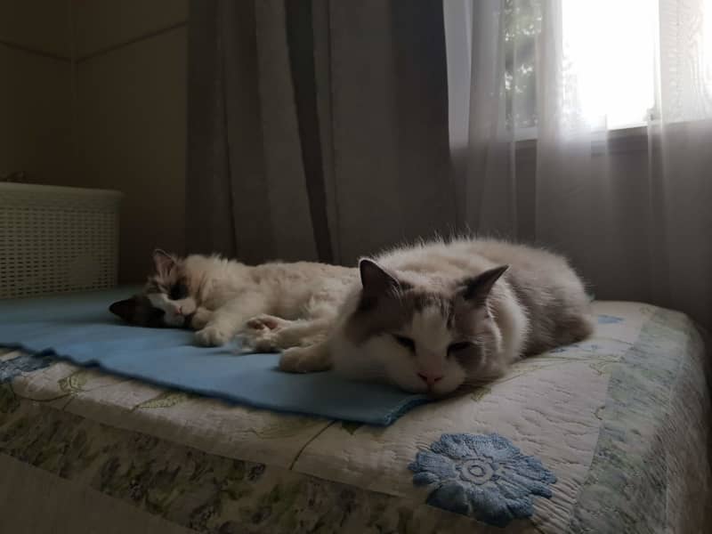 Angela & Spencer from Brisbane, Queensland, Australia