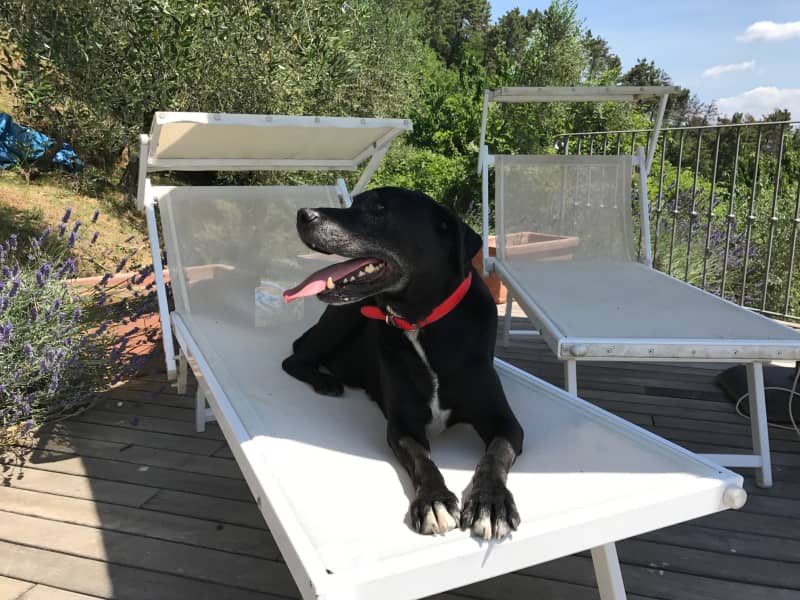 Housesitting assignment in Lucca, Italy