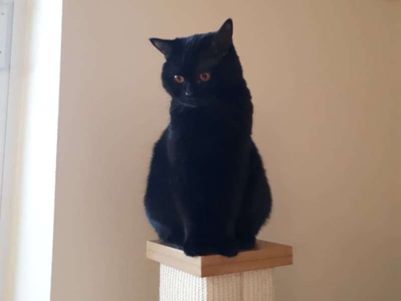 Housesitting assignment in Toronto, Ontario, Canada