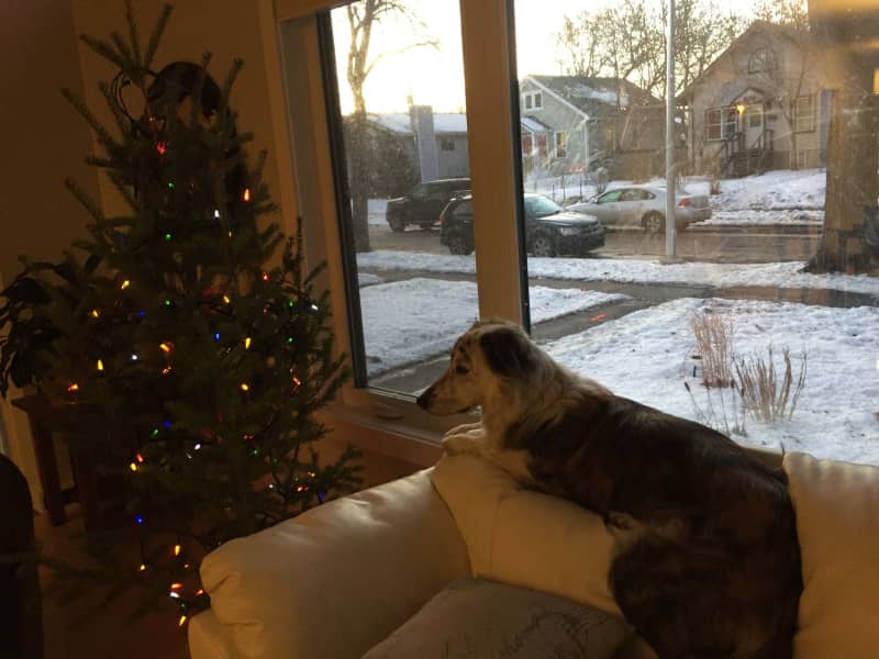 Housesitting assignment in Edmonton, Alberta, Canada
