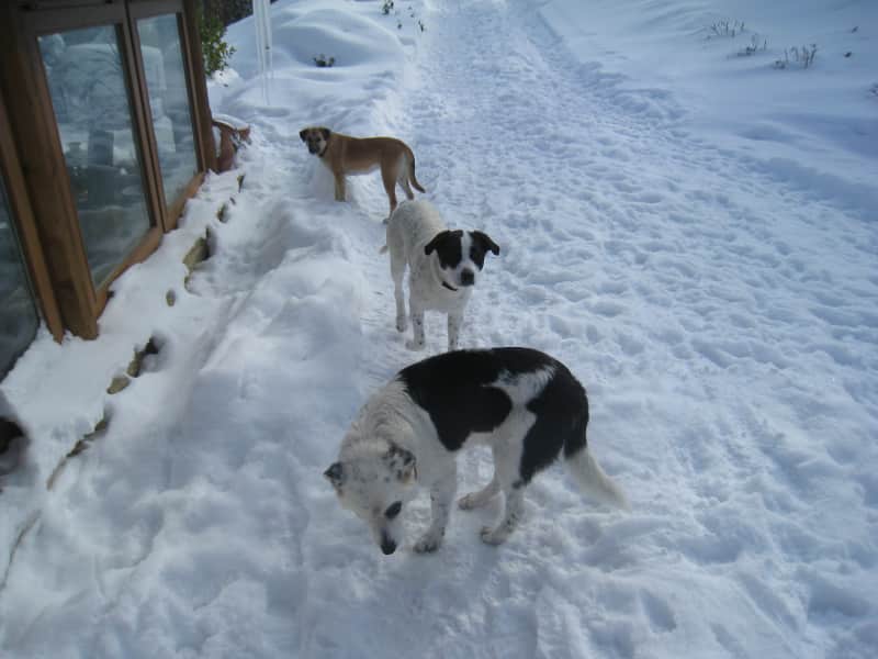 Housesitting assignment in Umbertide, Italy