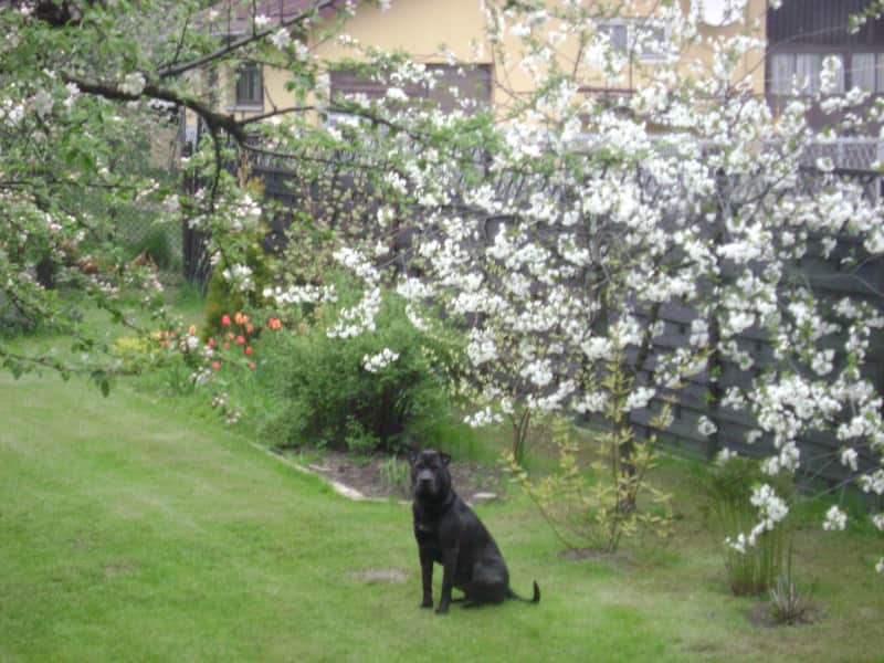 Housesitting assignment in Częstochowa, Poland
