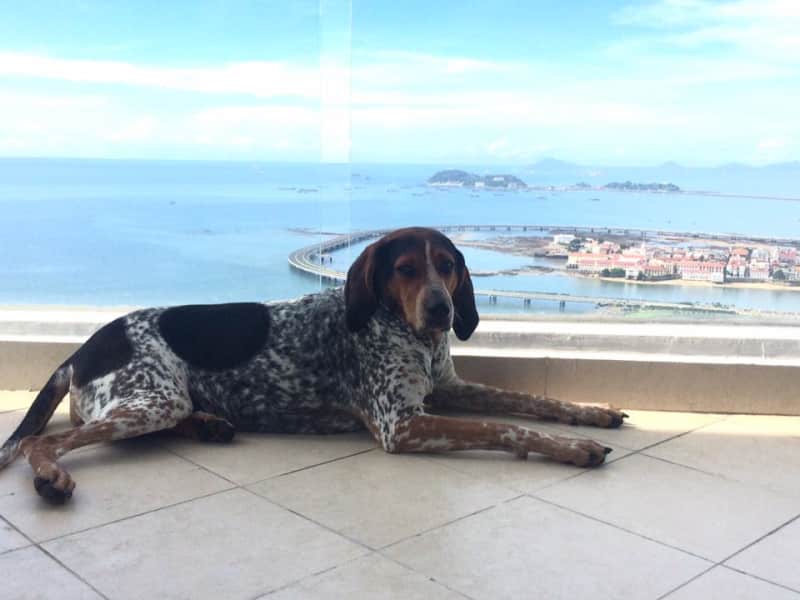 Housesitting assignment in Panamá, Panama