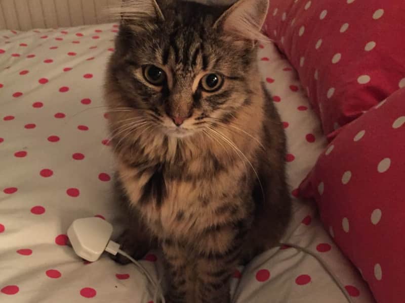 Housesitting assignment in Hersham, United Kingdom