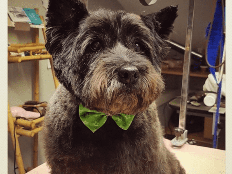 Housesitting assignment in Biddenden, United Kingdom