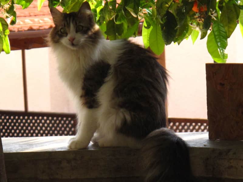 Housesitting assignment in Limassol, Cyprus