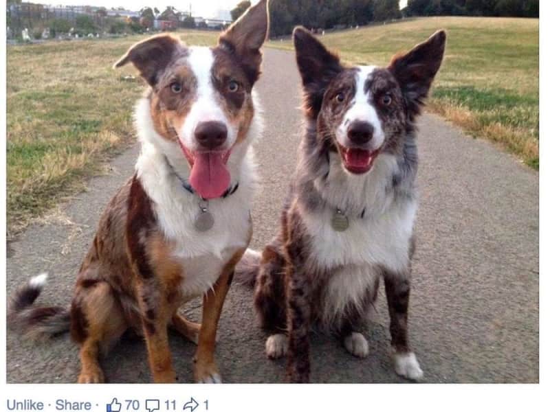Housesitting assignment in Brunswick, Victoria, Australia