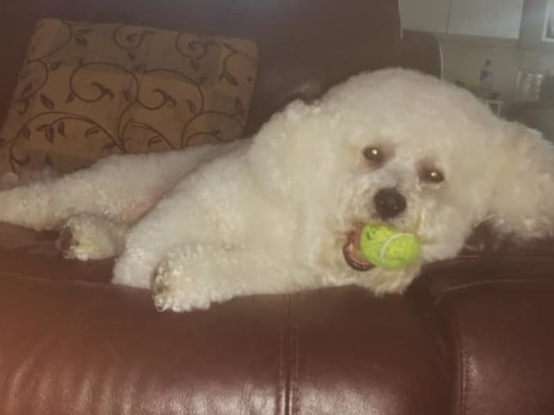 Housesitting assignment in Mont Albert North, Victoria, Australia