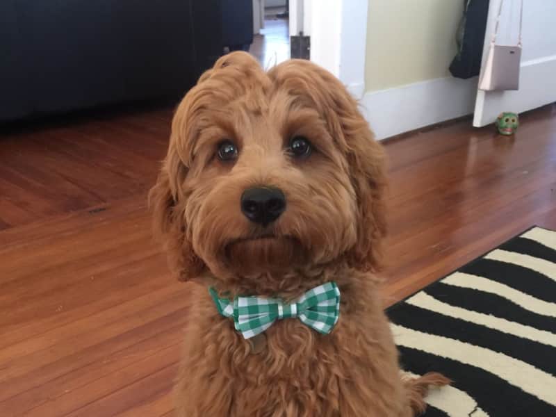 Housesitting assignment in Plano, Texas, United States