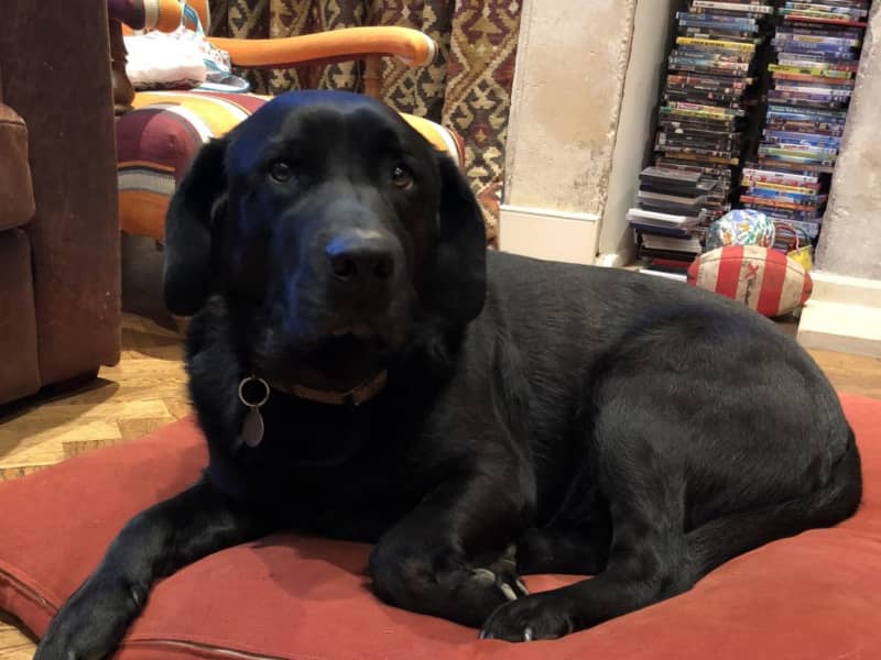Housesitting assignment in Wotton-under-Edge, United Kingdom