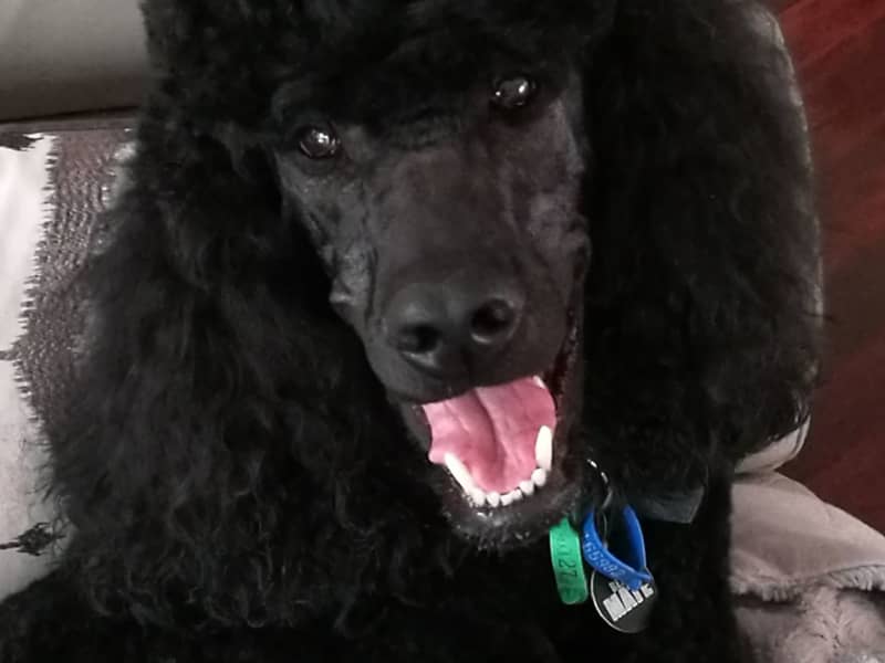 Housesitting assignment in Wantirna, Victoria, Australia