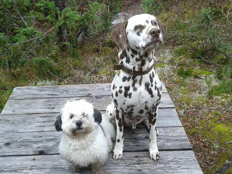 Housesitting assignment in Vancouver, British Columbia, Canada