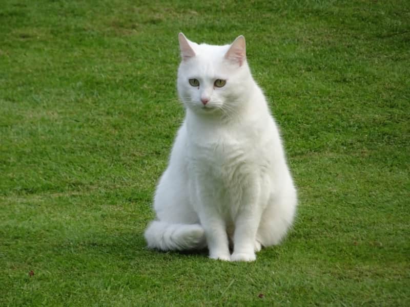 Housesitting assignment in Wimbledon, United Kingdom