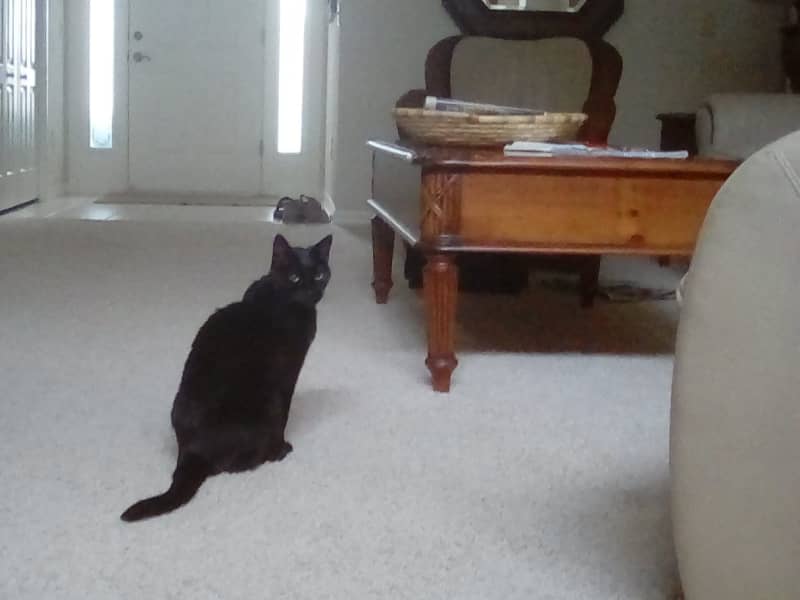 Housesitting assignment in The Villages, Florida, United States