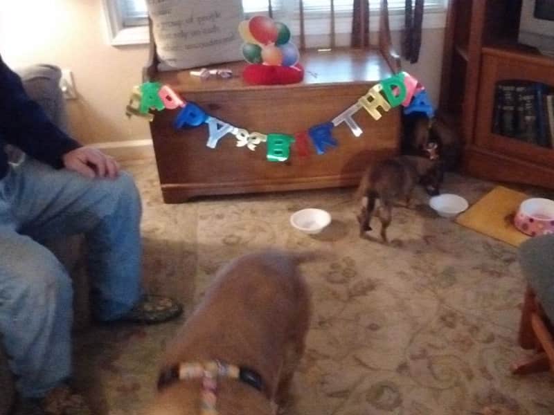 Housesitting assignment in Cedar Grove, North Carolina, United States
